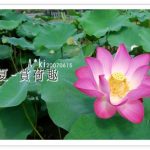 即時熱門文章：中興新村蓮花》南投中興新村～蓮花季