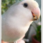 即時熱門文章：【小鳥寵物介紹】Via家的小鸚及玄鳳鳥兒們