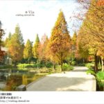 即時熱門文章：田尾公路花園》彰化菁芳園休閒農場～冬季最美的落羽松登場！