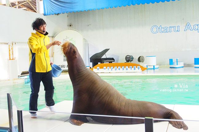 小樽景點》小樽水族館～超多海洋動物的精彩表演！親子玩樂首選！ @Via&#039;s旅行札記-旅遊美食部落格