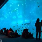 即時熱門文章：新加坡觀光景點》新加坡SEA海洋館～全球最大的海洋館約會去！