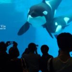 即時熱門文章：名古屋景點》名古屋港水族館～大人氣的虎鯨、小白鯨、企鵝、海豚等你來玩！