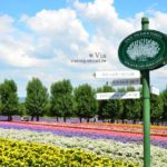 即時熱門文章：北海道自由行》富田農場(ファーム富田)～彩色花田+哈密瓜商店+薰衣草美食篇（下集）