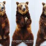 即時熱門文章：夏の北海道》小心！熊出沒注意！可愛熊牧場＋昭和新山