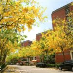 即時熱門文章：台中阿勃勒》亞洲大學阿勃勒大道盛開了～澄黃黃的金色美景，夏季限定！