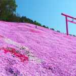 即時熱門文章：北海道芝櫻》網走｜大空町東藻琴芝櫻公園～絕美的粉紅國度！一生一定要看一次的美景！