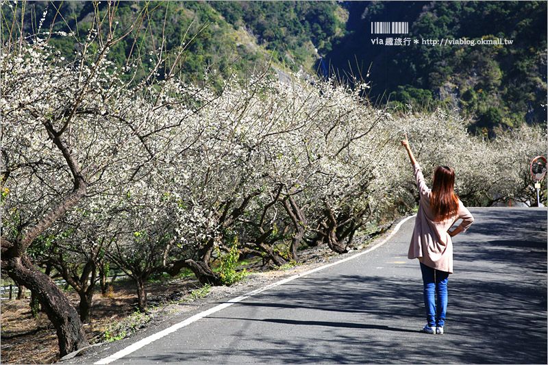 南投梅花》南投賞梅景點～土場梅園‧夢幻的白色梅花小徑，大推的私房賞梅亮點！ @Via&#039;s旅行札記-旅遊美食部落格