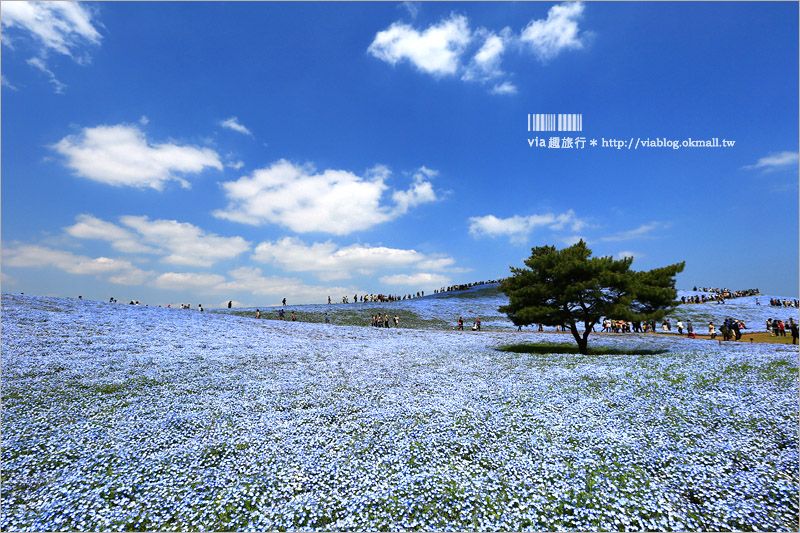 日本粉蝶花》國營常陸海濱公園～朝聖！無敵夢幻的粉蝶花丘大盛開！一生必賞的浪漫絕景！ @Via&#039;s旅行札記-旅遊美食部落格