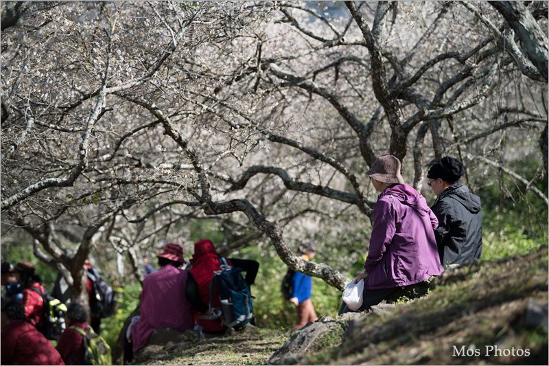 彭家梅園》南投仁愛賞梅趣：自助國小週邊的經典梅園～雪白梅樹近在眼前好好拍！ @Via&#039;s旅行札記-旅遊美食部落格