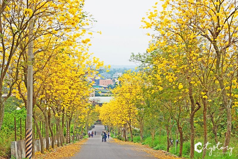 坑內風鈴木花道》彰化二水坑內坑森林步道-黃花風鈴木新秘境，小山丘花開好滿。 @Via&#039;s旅行札記-旅遊美食部落格