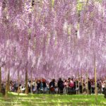 即時熱門文章：日本紫藤花》足利花卉公園（日間篇）～絕美！全球十大夢幻景點！超過三百坪「奇蹟の大藤」夢幻必賞