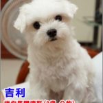 即時熱門文章：【協尋】yuki家的寶貝「吉利」於北縣蘆洲中原路走失