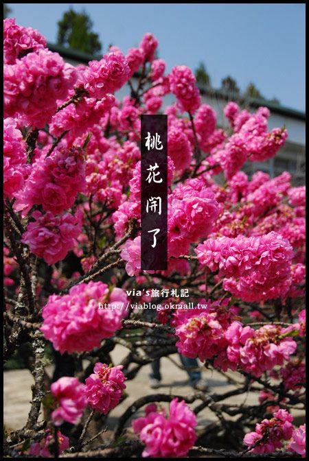 梅峰農場桃花緣》最美的桃花隧道，就在南投梅峰這裡～（上） @Via&#039;s旅行札記-旅遊美食部落格