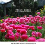 即時熱門文章：台大梅峰農場》不止桃花美！梅峰農場賞花趣～（下）