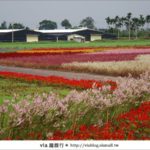 即時熱門文章：新社花海》新社花海最新花況搶先看～via拍回來的最新花況！