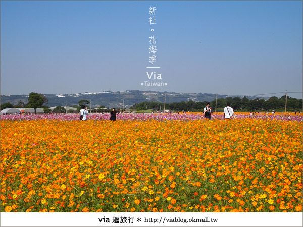 【2010新社花海】via帶大家欣賞全台最美的花海！ @Via&#039;s旅行札記-旅遊美食部落格