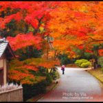 即時熱門文章：Via京都賞楓》Day6●京都賞楓情報～京都嵐山，紅葉正紅！