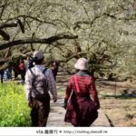 即時熱門文章：信義賞梅》賞梅一日遊～烏松崙森林渡假營賞梅＋信義鄉農會