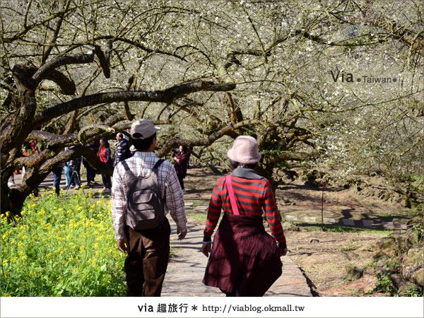 信義賞梅》賞梅一日遊～烏松崙森林渡假營賞梅＋信義鄉農會 @Via&#039;s旅行札記-旅遊美食部落格