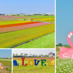 即時熱門文章：嘉義太保花海》2020太保市花海節～過年旅遊景點！春節就來這全台最大極的七彩花田走春趣！