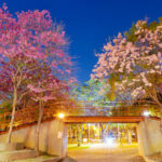 即時熱門文章：台中洋紅風鈴木》台中三甲公園～最新花況！超夢幻的粉紅色天橋，洋紅風鈴木冬季浪漫報到！