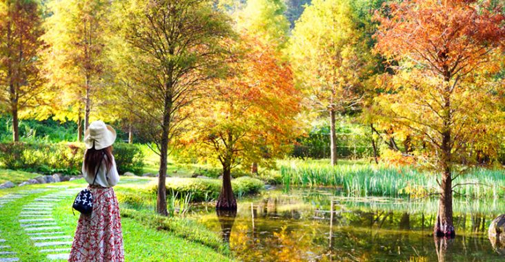 台中落羽松》太平苗圃落羽松～好美！宛若出國風情，池畔落羽松倒影美景這裡拍！ @Via&#039;s旅行札記-旅遊美食部落格