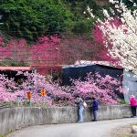 即時熱門文章：南投信義櫻花》草坪頭櫻花季～紅白大對決：櫻花、李花陸續盛開，今年實地最新實況跟我追～