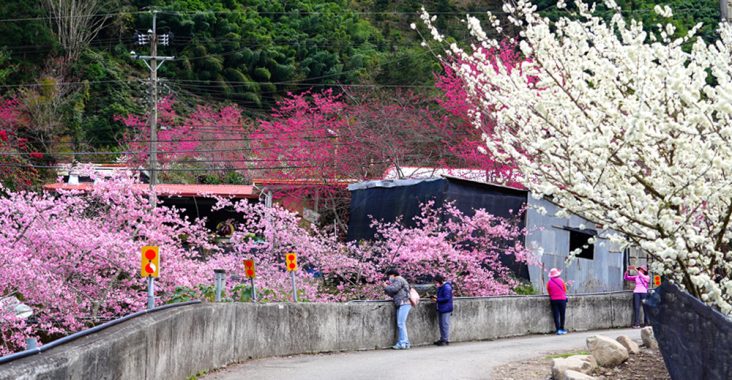 南投信義櫻花》草坪頭櫻花季～紅白大對決：櫻花、李花陸續盛開，今年實地最新實況跟我追～ @Via&#039;s旅行札記-旅遊美食部落格