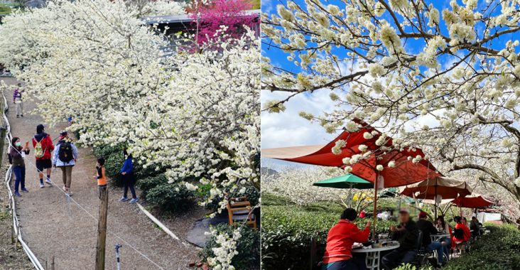 草坪頭李花景點》冠鈺園茶園小火鍋～期間限定！超浪漫～在一片雪白的李花樹下享用小火鍋！ @Via&#039;s旅行札記-旅遊美食部落格