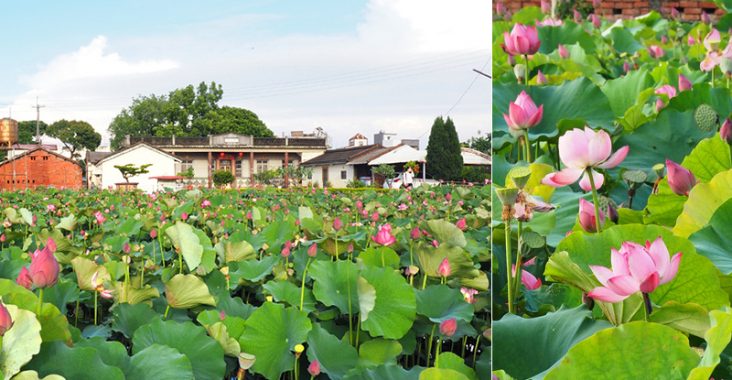 嘉義新港》大客荷塘～古厝＋荷花池塘美景一次收！滿滿荷花綻開的夢幻荷塘！ @Via&#039;s旅行札記-旅遊美食部落格