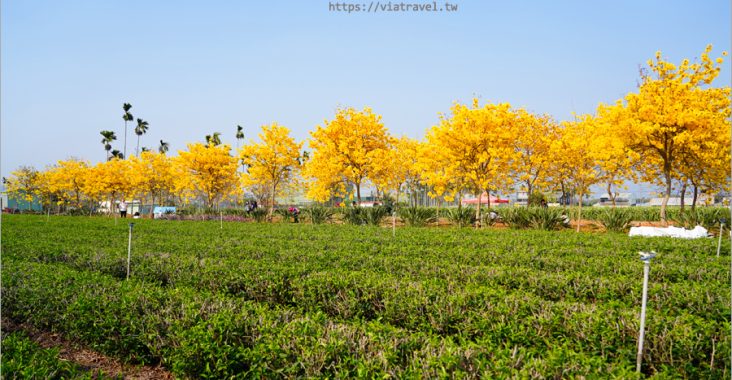 南投黃花風鈴木》新秘境！茶園＋黃金風鈴木的夢幻景色～名間冠遠加油站黃花風鈴木園區 @Via&#039;s旅行札記-旅遊美食部落格