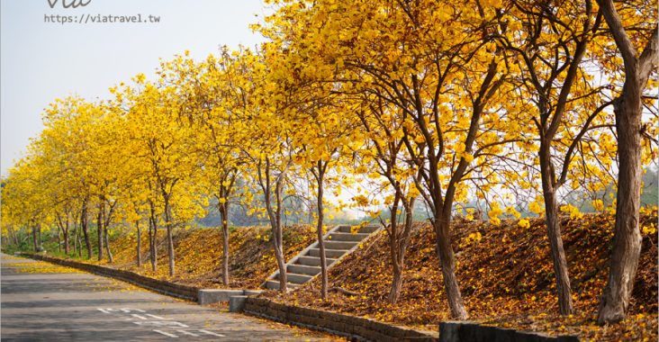 雲林大埤黃花風鈴木》箔雁岸黃花風鈴木．這裡一整排的黃金風鈴木超美的，堤防上就能拍到炸開的黃金風鈴木～ @Via&#039;s旅行札記-旅遊美食部落格