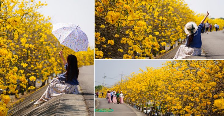 陳井寮黃花風鈴木》炸開快衝！綿延三公里的夢幻金色巨龍～與人齊高的黃金風鈴木花海超好拍！ @Via&#039;s旅行札記-旅遊美食部落格