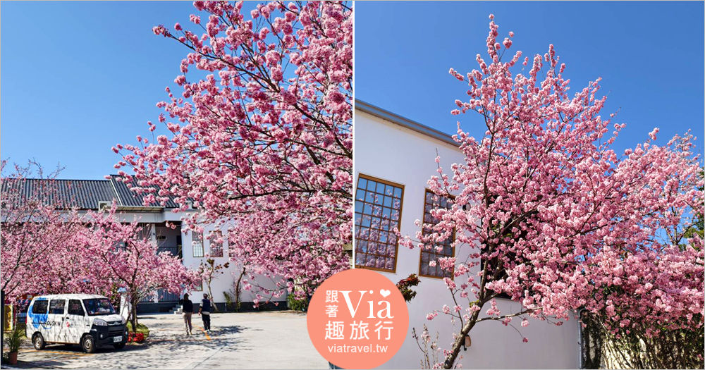 清境駿亦景觀民宿》被櫻花包圍的民宿住這間～日式白屋加上香水櫻盛開的畫面美不勝收！ @Via's旅行札記-旅遊美食部落格