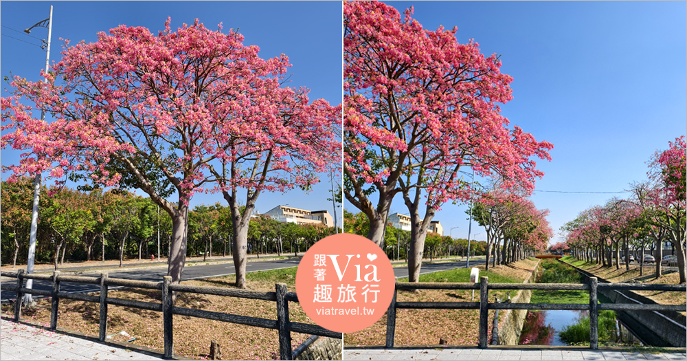 虎尾美人樹大道》綿延2公里的夢幻粉紅美景～秋冬限定的台版目黑川櫻花大道 @Via's旅行札記-旅遊美食部落格