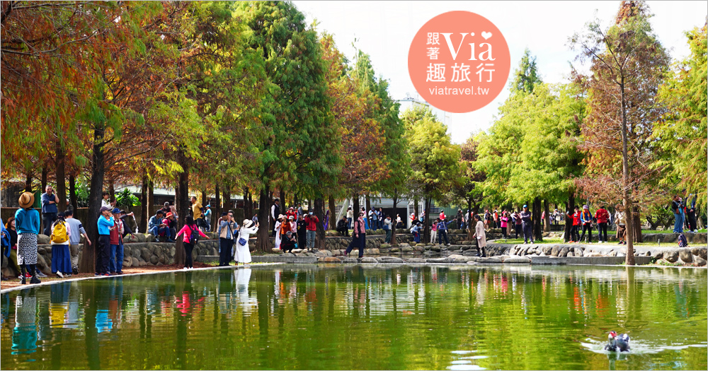欣美創意園區落羽松秘境》免費入園參觀～最新實況來了！今年最新爆紅的新亮點落羽松秘境～ @Via's旅行札記-旅遊美食部落格